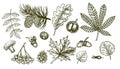 Autumn sketch set with leaves, berries, fir cones, mushrooms, acorns and nuts. Forest botanical elements for decoration