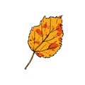 Autumn sketch yellow Birch leaf Vector illustration