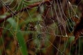 Autumn sketches: cobweb threads with dew drops on a multi-colored background, close-up Royalty Free Stock Photo