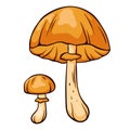 Autumn skullcap inedible mushroom in cartoon style. Poisonous plants sketch. Vector illustration isolated on a white