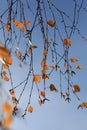 Autumn sky branch leaves orange