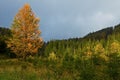 Autumn in Slovak Mountains Royalty Free Stock Photo