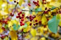 Autumn, small red wild apples