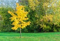 Autumn. Small tree with yellow leaves. Autumn landscape