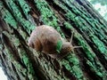 Autumn, snail, moss, tree bark, grape snail Royalty Free Stock Photo