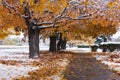 Autumn Snow