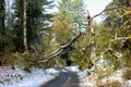 Autumn snow storm damage Royalty Free Stock Photo