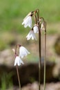 Autumn snowflake (acis autumnalis) flowers Royalty Free Stock Photo