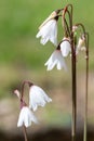 Autumn snowflake (acis autumnalis) flowers Royalty Free Stock Photo