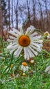 Autumn, Snowing. Flowering Chamomile In Snowflakes