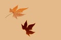 Autumn soaring maple leaf shadow beige paper Royalty Free Stock Photo