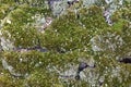 Autumn soft green moss on a birch stump.