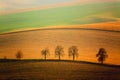 Autumn South Moravian landscape with five trees and rolling waving hills. Wavy fields in Czech Republic. Czech Tuscany. Royalty Free Stock Photo