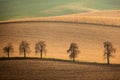Autumn South Moravian landscape with five trees and rolling waving hills. Wavy fields in Czech Republic. Czech Tuscany. Royalty Free Stock Photo