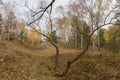 Autumn sparse forest on hillside in overcast morning