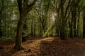 Autumn Speulderbos