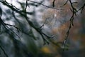 Autumn spider web with water drops