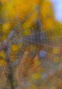 Autumn spiderweb closeup