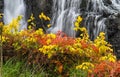 Autumn Splendor at  Great Falls National Park in Paterson, New Jersey Royalty Free Stock Photo