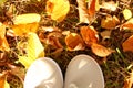 Autumn. Sports shoes sneakers gray colored against the background of autumn fallen leaves. You can see some of the sneakers.