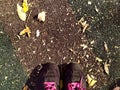 Autumn. Sports shoes sneakers gray colored against the background of autumn fallen leaves. You can see some of the