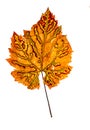 Autumn spotted grape leaves on the background of bright . Concept of autumn harvest or diseases of grapes.Colors of fall