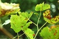 Autumn spotted grape leaves on the green background. Concept of autumn harvest or diseases of grapes