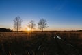 Autumn or spring landscape. Silhouettes of three birch trees at sunset or dawn Royalty Free Stock Photo