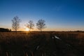 Autumn or spring landscape. Silhouettes of three birch trees at sunset or dawn Royalty Free Stock Photo