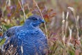 Autumn Spruce Grouse at Logan Pass Royalty Free Stock Photo