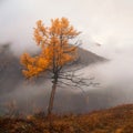 Autumn square background, steep slope and golden larch tree Royalty Free Stock Photo