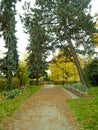 Autumn square. autumn fir trees.