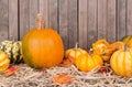 Autumn Squash and Gourds