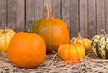 Autumn Squash and Pumpkins Royalty Free Stock Photo