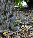 A very enterprising squirrel