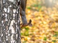 Autumn squirrel climbs down the tree trunk