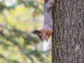 Autumn squirrel climbs up a tree trunk