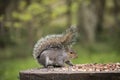 Autumn Squirrel with a Nut Royalty Free Stock Photo
