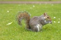 Autumn Squirrel with a Nut.