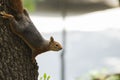 Autumn Squirrel with a Nut Royalty Free Stock Photo