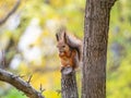 Squirrel with nut in Autumn sits on a branch Royalty Free Stock Photo