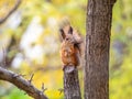 Squirrel with nut in Autumn sits on a branch Royalty Free Stock Photo