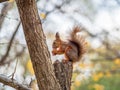 Squirrel with nut in Autumn sits on a branch Royalty Free Stock Photo