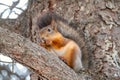 Autumn squirrel with nut sits on a branch Royalty Free Stock Photo