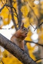 Autumn squirrel sits on a branch