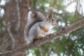 Autumn squirrel sits on a branch