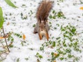 Autumn squirrel sits on green grass with yellow fallen leaves covered with first snow. Eurasian red squirrel, Sciurus vulgaris