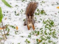Autumn squirrel sits on green grass with yellow fallen leaves covered with first snow. Eurasian red squirrel, Sciurus vulgaris