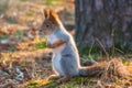 Autumn Squirrel standing on its hind legs on on green grass with fallen yellow leaves