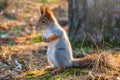 Autumn Squirrel standing on its hind legs on on green grass with fallen yellow leaves